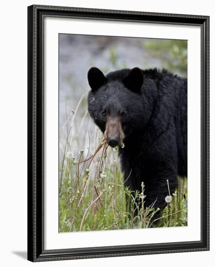 Black Bear (Ursus Americanus), Banff National Park, Alberta, Canada, North America-James Hager-Framed Photographic Print