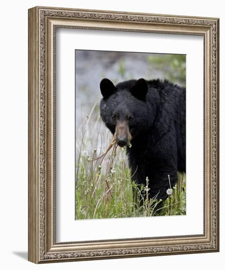 Black Bear (Ursus Americanus), Banff National Park, Alberta, Canada, North America-James Hager-Framed Photographic Print