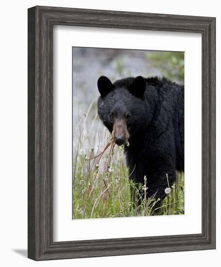 Black Bear (Ursus Americanus), Banff National Park, Alberta, Canada, North America-James Hager-Framed Photographic Print