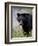 Black Bear (Ursus Americanus), Banff National Park, Alberta, Canada, North America-James Hager-Framed Photographic Print