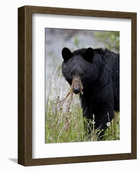 Black Bear (Ursus Americanus), Banff National Park, Alberta, Canada, North America-James Hager-Framed Photographic Print