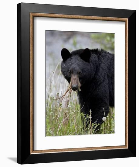 Black Bear (Ursus Americanus), Banff National Park, Alberta, Canada, North America-James Hager-Framed Photographic Print