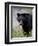 Black Bear (Ursus Americanus), Banff National Park, Alberta, Canada, North America-James Hager-Framed Photographic Print