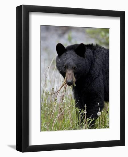 Black Bear (Ursus Americanus), Banff National Park, Alberta, Canada, North America-James Hager-Framed Photographic Print