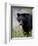 Black Bear (Ursus Americanus), Banff National Park, Alberta, Canada, North America-James Hager-Framed Photographic Print