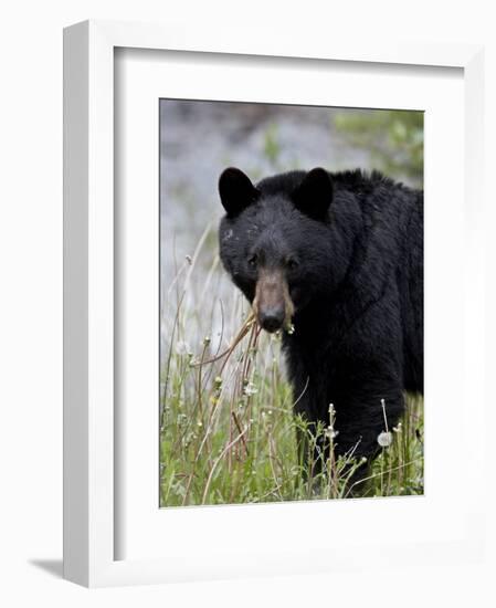 Black Bear (Ursus Americanus), Banff National Park, Alberta, Canada, North America-James Hager-Framed Photographic Print