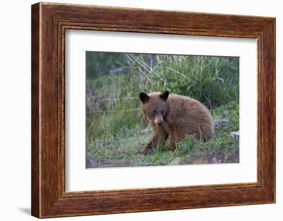 Black Bear (Ursus Americanus), Cinnamon Yearling Cub, Yellowstone National Park, Wyoming, U.S.A.-James Hager-Framed Photographic Print