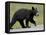 Black Bear (Ursus Americanus) Cub Crossing the Road, Alaska Highway, British Columbia, Canada-James Hager-Framed Premier Image Canvas
