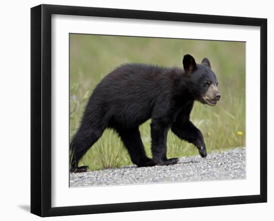 Black Bear (Ursus Americanus) Cub Crossing the Road, Alaska Highway, British Columbia, Canada-James Hager-Framed Photographic Print