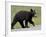 Black Bear (Ursus Americanus) Cub Crossing the Road, Alaska Highway, British Columbia, Canada-James Hager-Framed Photographic Print