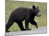 Black Bear (Ursus Americanus) Cub Crossing the Road, Alaska Highway, British Columbia, Canada-James Hager-Mounted Photographic Print