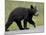 Black Bear (Ursus Americanus) Cub Crossing the Road, Alaska Highway, British Columbia, Canada-James Hager-Mounted Photographic Print