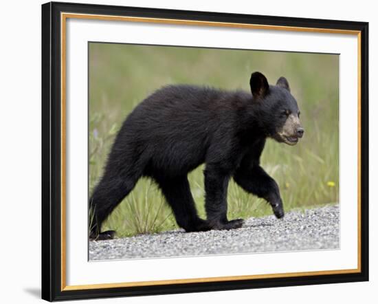 Black Bear (Ursus Americanus) Cub Crossing the Road, Alaska Highway, British Columbia, Canada-James Hager-Framed Photographic Print