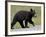 Black Bear (Ursus Americanus) Cub Crossing the Road, Alaska Highway, British Columbia, Canada-James Hager-Framed Photographic Print