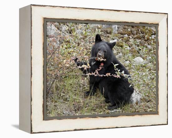 Black Bear (Ursus Americanus) Cub Eating Canadian Gooseberry Berries, Jasper National Park, Alberta-James Hager-Framed Premier Image Canvas