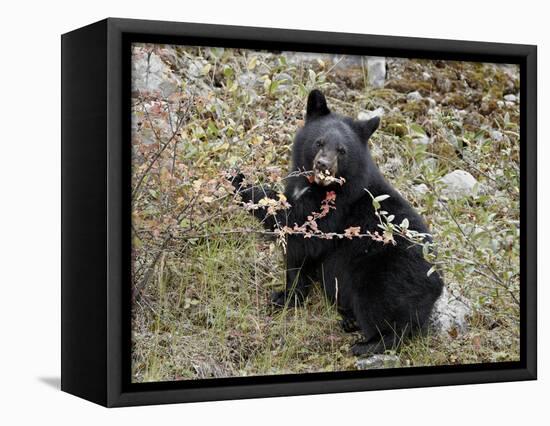Black Bear (Ursus Americanus) Cub Eating Canadian Gooseberry Berries, Jasper National Park, Alberta-James Hager-Framed Premier Image Canvas