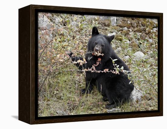 Black Bear (Ursus Americanus) Cub Eating Canadian Gooseberry Berries, Jasper National Park, Alberta-James Hager-Framed Premier Image Canvas