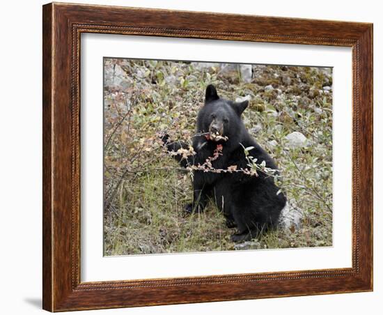 Black Bear (Ursus Americanus) Cub Eating Canadian Gooseberry Berries, Jasper National Park, Alberta-James Hager-Framed Photographic Print
