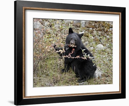 Black Bear (Ursus Americanus) Cub Eating Canadian Gooseberry Berries, Jasper National Park, Alberta-James Hager-Framed Photographic Print