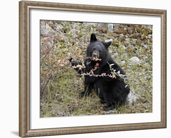 Black Bear (Ursus Americanus) Cub Eating Canadian Gooseberry Berries, Jasper National Park, Alberta-James Hager-Framed Photographic Print