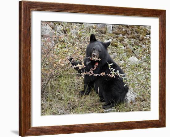 Black Bear (Ursus Americanus) Cub Eating Canadian Gooseberry Berries, Jasper National Park, Alberta-James Hager-Framed Photographic Print