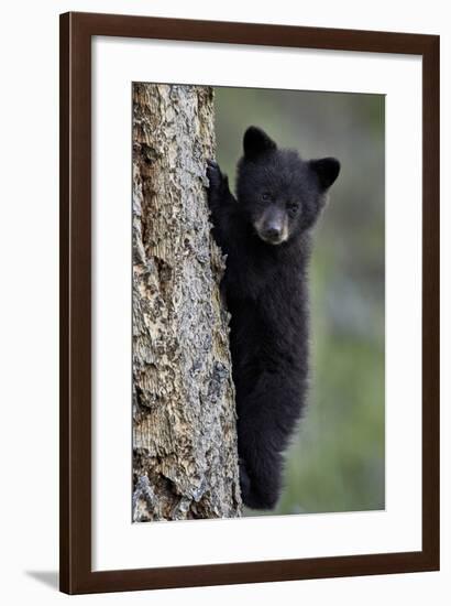 Black Bear (Ursus Americanus) Cub of the Year or Spring Cub Climbing a Tree-James Hager-Framed Photographic Print