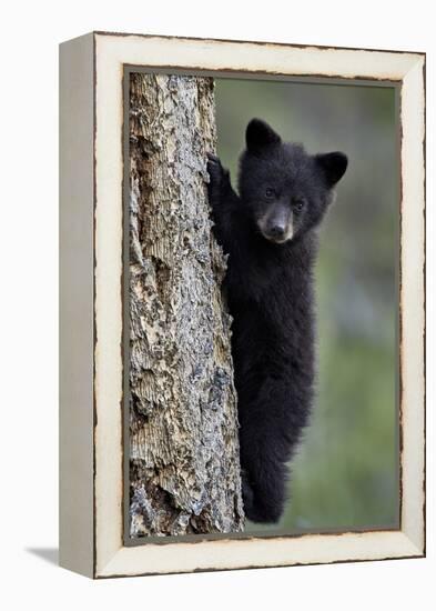 Black Bear (Ursus Americanus) Cub of the Year or Spring Cub Climbing a Tree-James Hager-Framed Premier Image Canvas