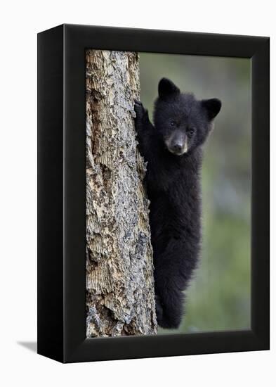 Black Bear (Ursus Americanus) Cub of the Year or Spring Cub Climbing a Tree-James Hager-Framed Premier Image Canvas