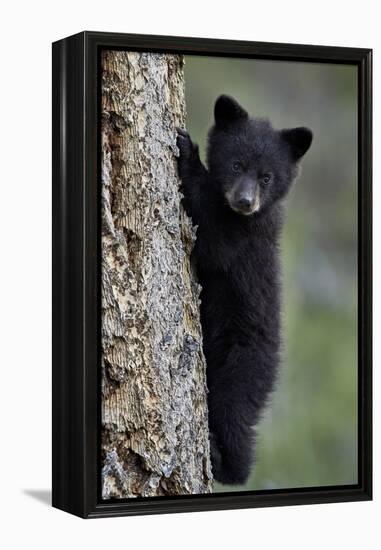 Black Bear (Ursus Americanus) Cub of the Year or Spring Cub Climbing a Tree-James Hager-Framed Premier Image Canvas