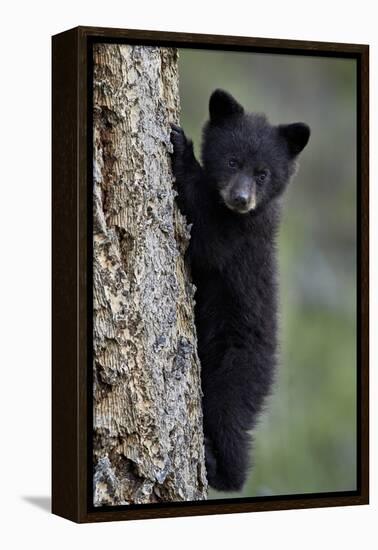 Black Bear (Ursus Americanus) Cub of the Year or Spring Cub Climbing a Tree-James Hager-Framed Premier Image Canvas