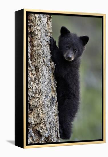 Black Bear (Ursus Americanus) Cub of the Year or Spring Cub Climbing a Tree-James Hager-Framed Premier Image Canvas
