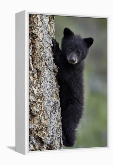 Black Bear (Ursus Americanus) Cub of the Year or Spring Cub Climbing a Tree-James Hager-Framed Premier Image Canvas