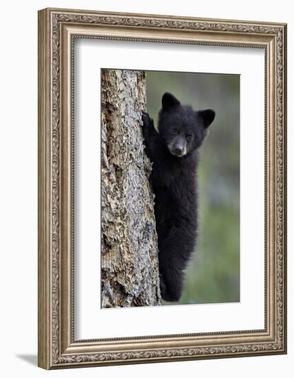 Black Bear (Ursus Americanus) Cub of the Year or Spring Cub Climbing a Tree-James Hager-Framed Photographic Print