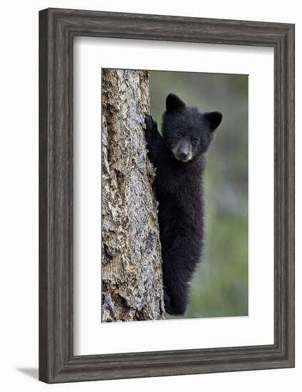 Black Bear (Ursus Americanus) Cub of the Year or Spring Cub Climbing a Tree-James Hager-Framed Photographic Print