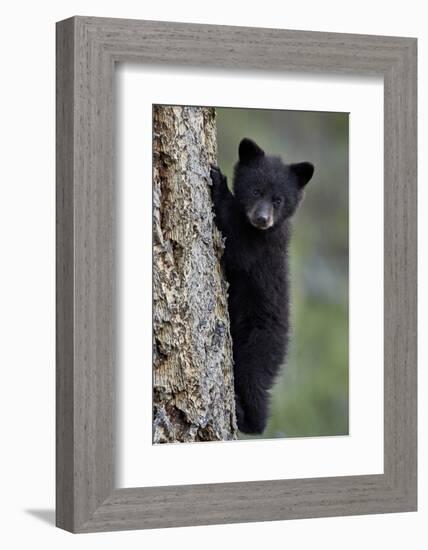 Black Bear (Ursus Americanus) Cub of the Year or Spring Cub Climbing a Tree-James Hager-Framed Photographic Print