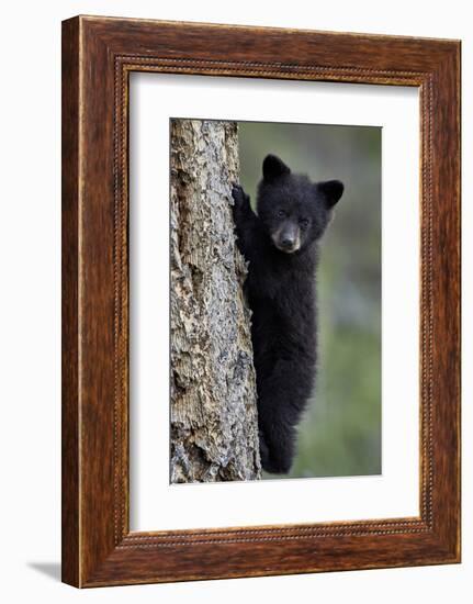 Black Bear (Ursus Americanus) Cub of the Year or Spring Cub Climbing a Tree-James Hager-Framed Photographic Print