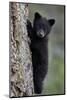 Black Bear (Ursus Americanus) Cub of the Year or Spring Cub Climbing a Tree-James Hager-Mounted Photographic Print