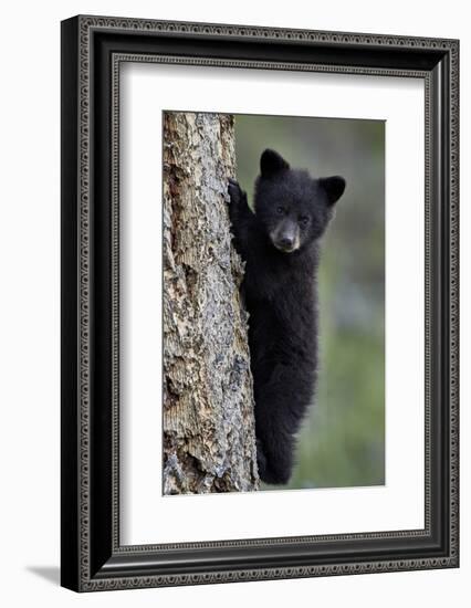 Black Bear (Ursus Americanus) Cub of the Year or Spring Cub Climbing a Tree-James Hager-Framed Photographic Print