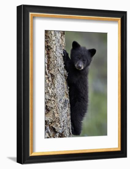 Black Bear (Ursus Americanus) Cub of the Year or Spring Cub Climbing a Tree-James Hager-Framed Photographic Print