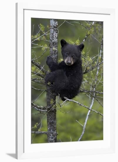 Black Bear (Ursus Americanus) Cub of the Year or Spring Cub in a Tree, Yellowstone National Park-James Hager-Framed Photographic Print