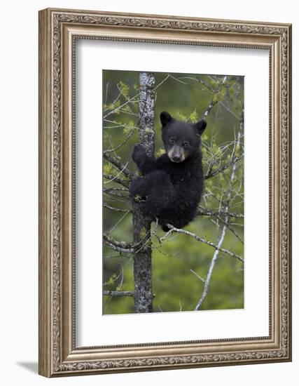 Black Bear (Ursus Americanus) Cub of the Year or Spring Cub in a Tree, Yellowstone National Park-James Hager-Framed Photographic Print