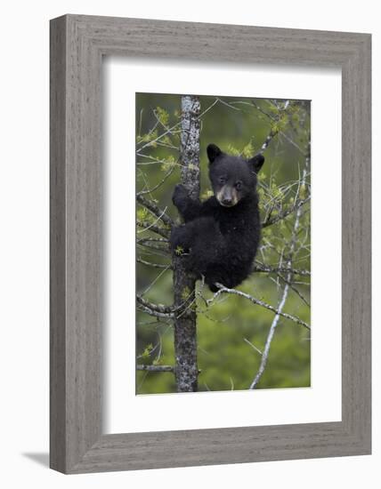 Black Bear (Ursus Americanus) Cub of the Year or Spring Cub in a Tree, Yellowstone National Park-James Hager-Framed Photographic Print