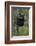 Black Bear (Ursus Americanus) Cub of the Year or Spring Cub in a Tree, Yellowstone National Park-James Hager-Framed Photographic Print