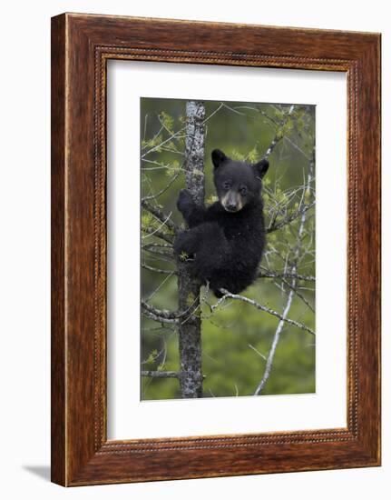 Black Bear (Ursus Americanus) Cub of the Year or Spring Cub in a Tree, Yellowstone National Park-James Hager-Framed Photographic Print