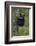 Black Bear (Ursus Americanus) Cub of the Year or Spring Cub in a Tree, Yellowstone National Park-James Hager-Framed Photographic Print