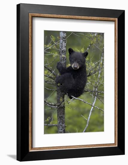 Black Bear (Ursus Americanus) Cub of the Year or Spring Cub in a Tree, Yellowstone National Park-James Hager-Framed Photographic Print