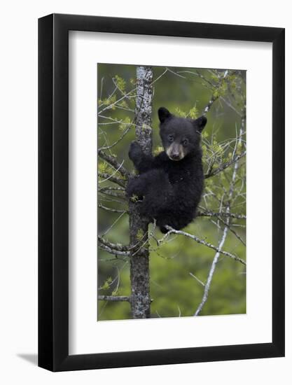 Black Bear (Ursus Americanus) Cub of the Year or Spring Cub in a Tree, Yellowstone National Park-James Hager-Framed Photographic Print