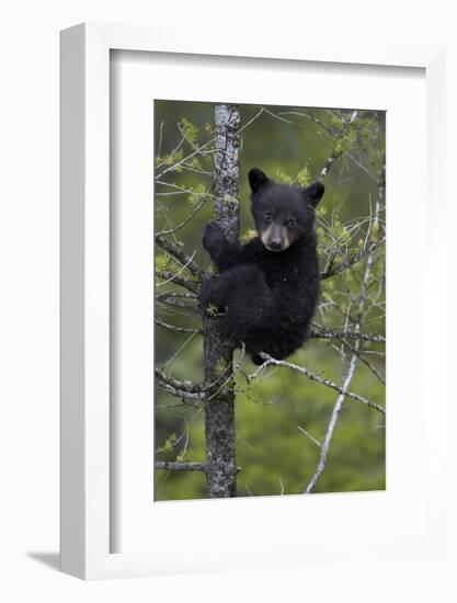 Black Bear (Ursus Americanus) Cub of the Year or Spring Cub in a Tree, Yellowstone National Park-James Hager-Framed Photographic Print