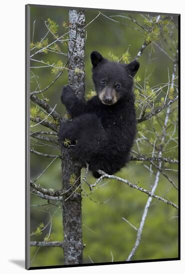 Black Bear (Ursus Americanus) Cub of the Year or Spring Cub in a Tree, Yellowstone National Park-James Hager-Mounted Photographic Print
