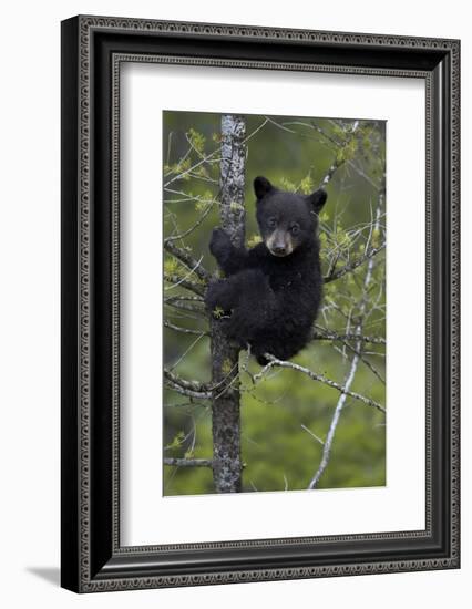 Black Bear (Ursus Americanus) Cub of the Year or Spring Cub in a Tree, Yellowstone National Park-James Hager-Framed Photographic Print